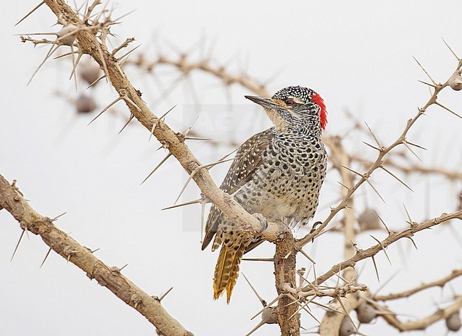 Nubian Woodpecker, Campethera nubica, in Tanzania. stock-image by Agami/Pete Morris,