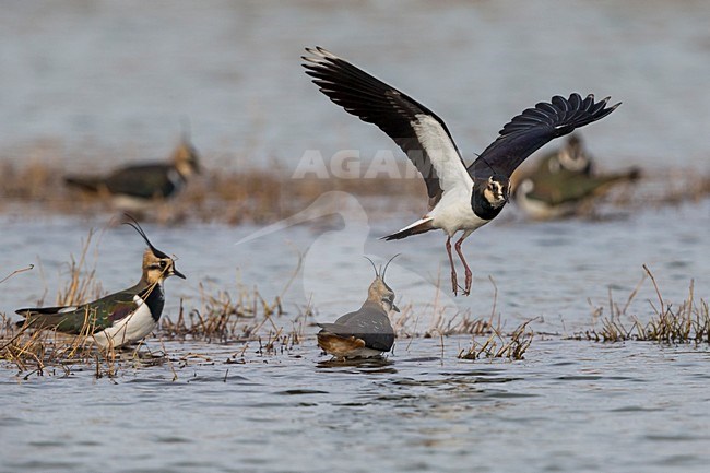 Kievit in vlucht; Northern Lapwing in flight stock-image by Agami/Daniele Occhiato,