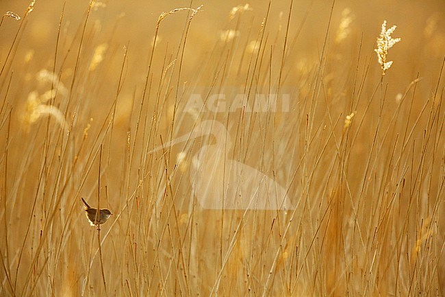 Cetti's zanger; Cetti's Warbler; stock-image by Agami/Chris van Rijswijk,