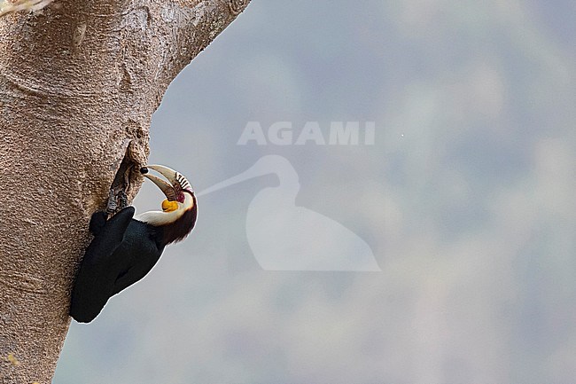 An adult male Wreathed Hornbill (Rhyticeros undulatus) at the nest hole in the Tongbiguan Biosphere Reserve in Yunnan, China
 stock-image by Agami/Mathias Putze,