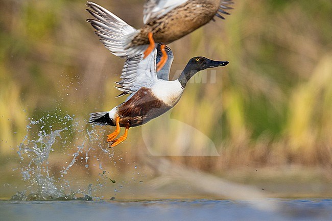 Northern Shoveler (Spatula clypeata, side view of an adult male taking off from the water, Campania, Italy stock-image by Agami/Saverio Gatto,