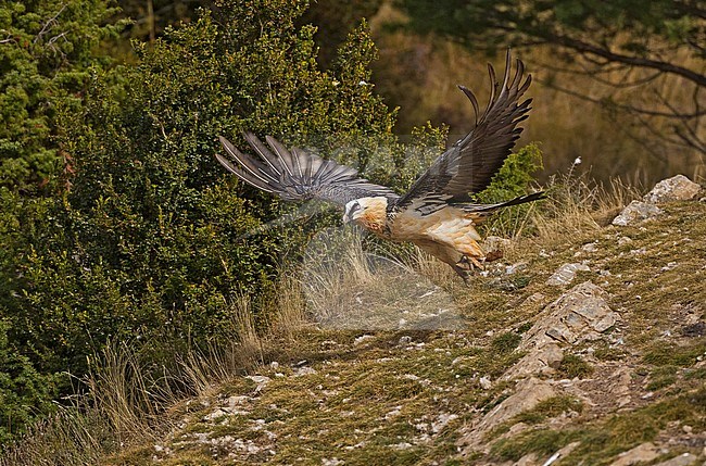 Bearded Vulture in flight, Lammergier in de vlucht stock-image by Agami/Alain Ghignone,