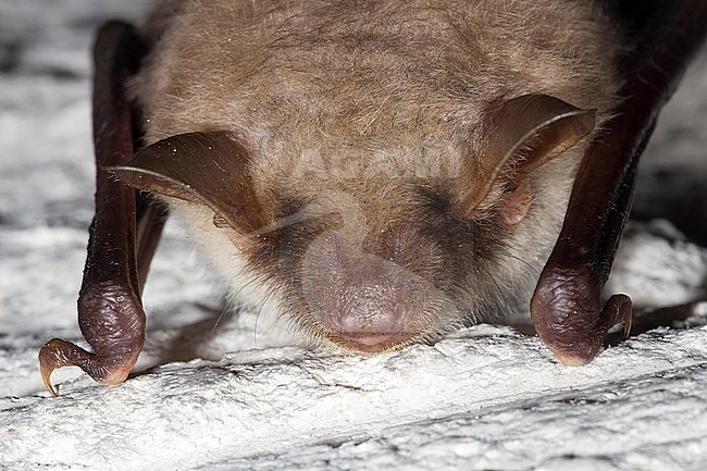 Vale vleermuizen in winterslaap, Greater Mouse Eared Bat in hibernation stock-image by Agami/Theo Douma,