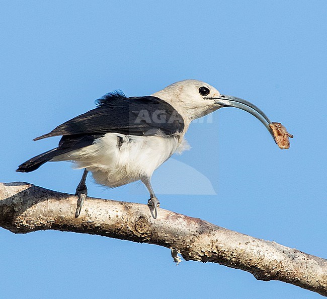 Sickle-billed Vanga (Falculea palliata), one of the largest of the vanga species and endemic to Madagascar stock-image by Agami/Marc Guyt,