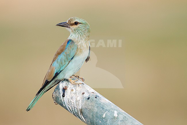 European Roller - Blauracke - Coracias garrulus ssp. semenowi, Oman, 1st W stock-image by Agami/Ralph Martin,