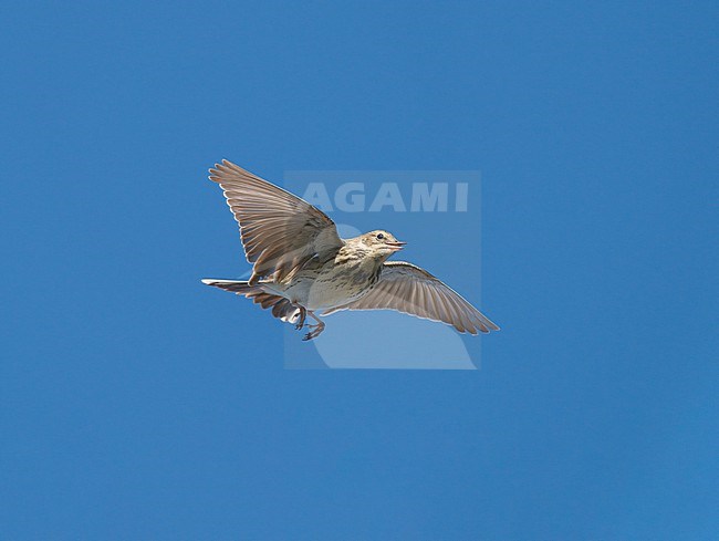 Singing and displaying adult male Tree Pipit (Anthus trivialis) in song flight, display flight in blue sky stock-image by Agami/Ran Schols,