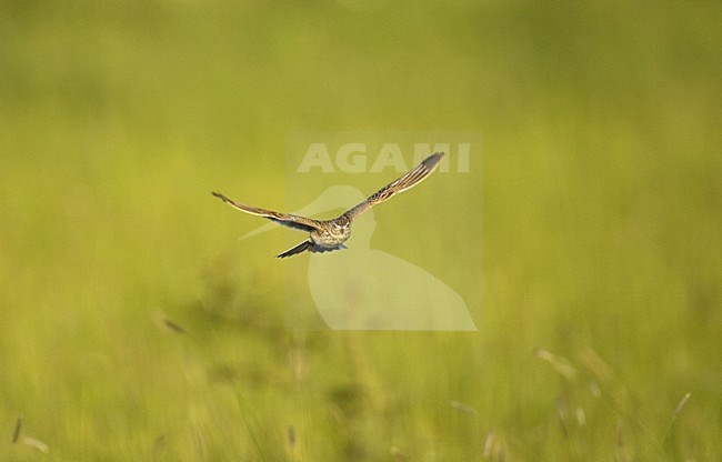 Eurasian Skylark flying; Veldleeuwerik vliegend stock-image by Agami/Marc Guyt,