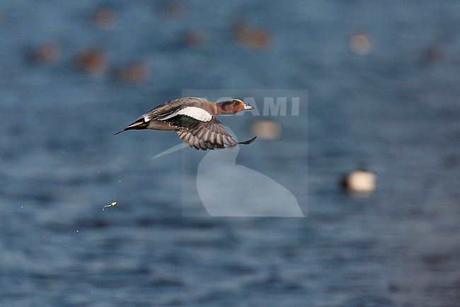 Male Eurasian Wigeon (Anas penelope) wintering in the Netherlands. stock-image by Agami/Marc Guyt,