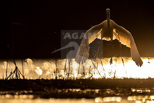 Little Egret (Egretta garzetta) in Italy stock-image by Agami/Daniele Occhiato,
