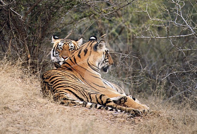 Bengaalse Tijger twee jongen spelend; Bengal Tiger two young playing stock-image by Agami/Roy de Haas,