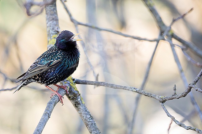 Common Starling - Star - Sturnus vulgaris vulgaris, Germany, adult, male stock-image by Agami/Ralph Martin,