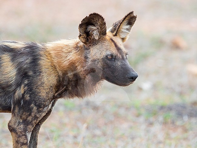Wild Dog (Lycaon pictus), close-up of an adult, Mpumalanga, South Africa stock-image by Agami/Saverio Gatto,