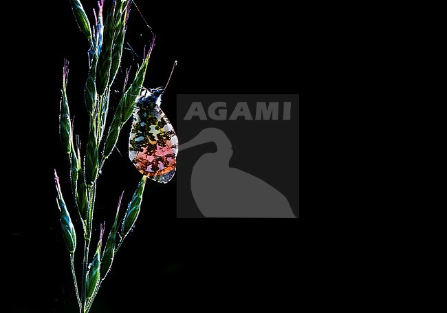 Male Orange-tip stock-image by Agami/Wil Leurs,