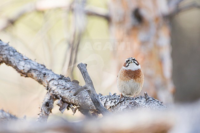 Meadow Bunting - Wiesenammer - Emberiza cioides ssp. cioides, Russia (Baikal), adult male stock-image by Agami/Ralph Martin,
