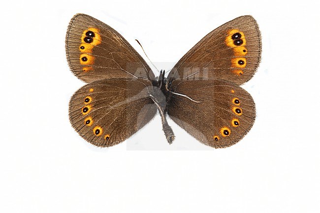 Woodland Ringlet, Voorjaarserebia, Erebia medusa stock-image by Agami/Wil Leurs,