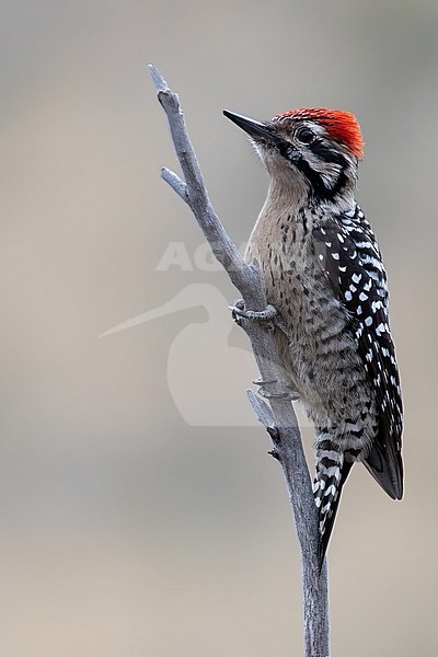 Ladder-backed Woodpecker (Picoides scalaris) perched at a tree stock-image by Agami/Dubi Shapiro,