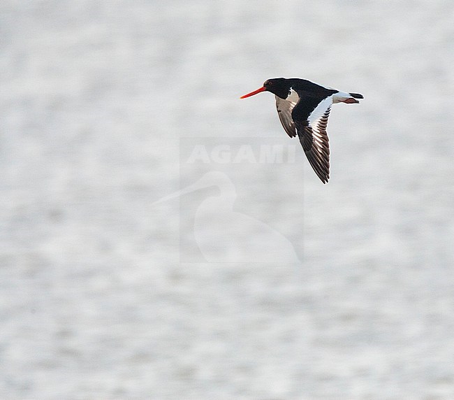 Adult Siberian Oystercatcher (Haematopus ostralegus longipes) along the east Chinese coast. Flying with backlight with the sea as background stock-image by Agami/Marc Guyt,