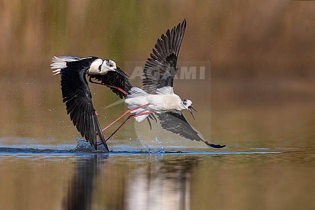 Black-winged Stilt (Himantopus himantopus) in Italy. Two adult stilts fighting. stock-image by Agami/Daniele Occhiato,