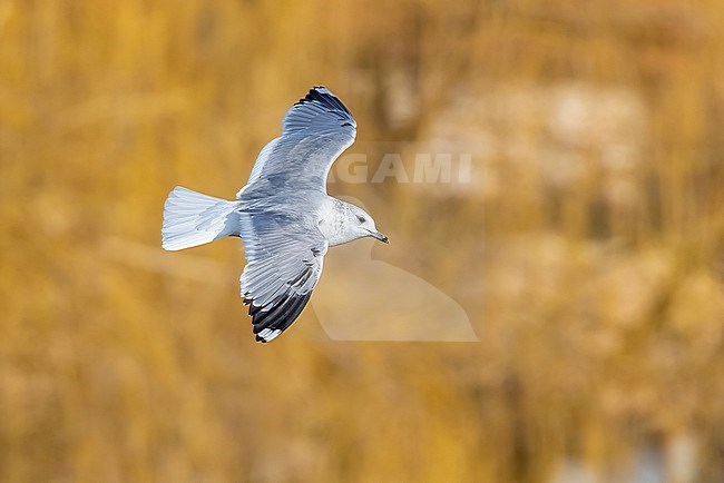 second winter Common Gull (Larus canus canus) flying over a frozen pond in Vilvoorde, Brabant, Belgium. stock-image by Agami/Vincent Legrand,