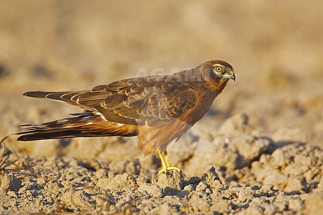 Grauwe Kiekendief, Montagus Harrier, Circus pygargus stock-image by Agami/Markus Varesvuo,