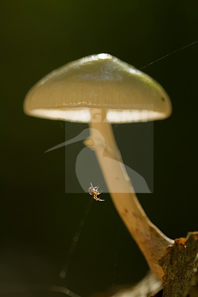 Porseleinzwam, Porcelain fungus, Oudemansiella mucida stock-image by Agami/Menno van Duijn,