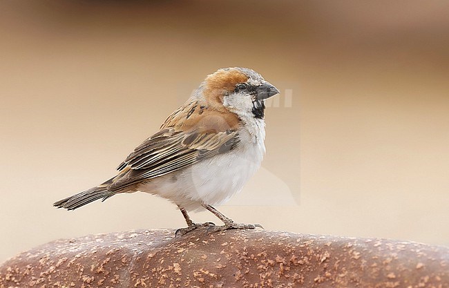 Male Great Sparrow, Passer motitensis, in Namibia. stock-image by Agami/Arie Ouwerkerk,
