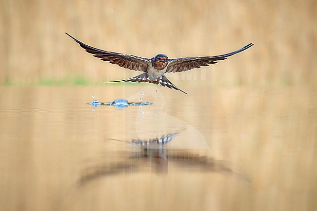 Barn Swallow (Hirundo rustica) drinking in flight, Hungary stock-image by Agami/Tomas Grim,