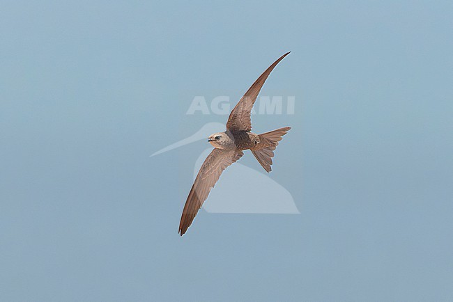 Pallid Swift (Apus pallidus)  from below in migration off at sea at Cap Blanc, Nouadhibou. stock-image by Agami/David Monticelli,