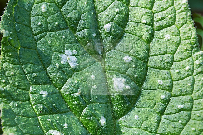 Green Alkanet, leaf stock-image by Agami/Wil Leurs,