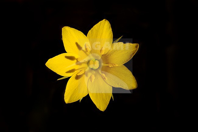 Zomerbitterling; yellow-wort; stock-image by Agami/Wil Leurs,