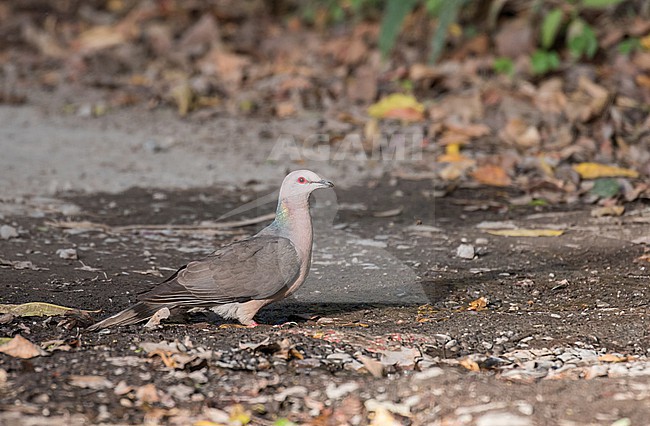 Ring-tailed Pigeon, Patagioenas caribaea, in Jamaica. stock-image by Agami/Pete Morris,