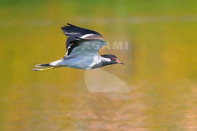 Red-wattled Lapwing, Vanellus indicus, in flight. stock-image by Agami/Sylvain Reyt,