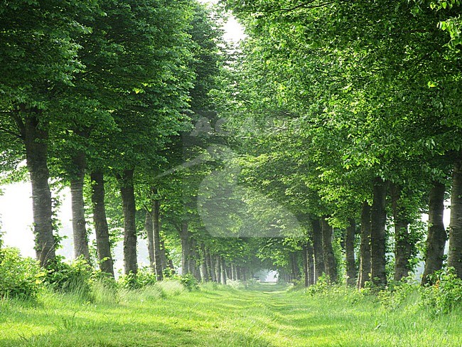 Entrance road to the local nature reserve near Oldeberkoop, Friesland, Netherlands. stock-image by Agami/Marc Guyt,