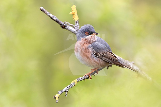 Male Moltoni's Warbler (Sylvia subalpina) in Italy. stock-image by Agami/Daniele Occhiato,