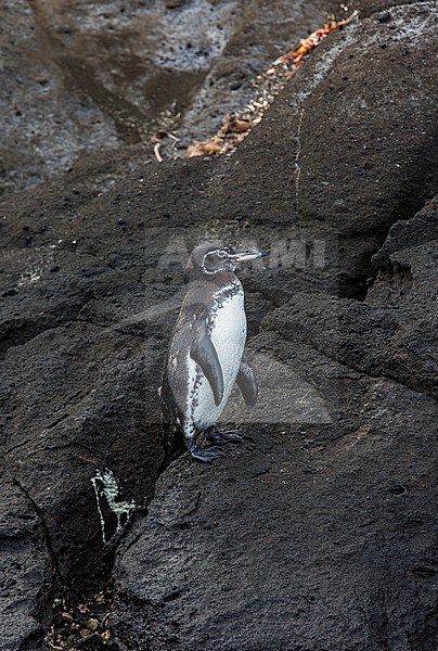 Galapagos Penguin (Spheniscus mendiculus), a rare endemic from the Galapagos Islands stock-image by Agami/Andy & Gill Swash ,