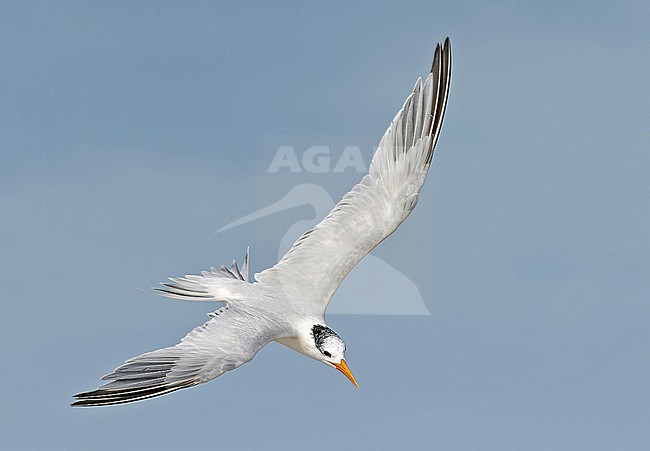 West African Royal Tern (Thalasseus albididorsalis) in Angola. stock-image by Agami/Pete Morris,