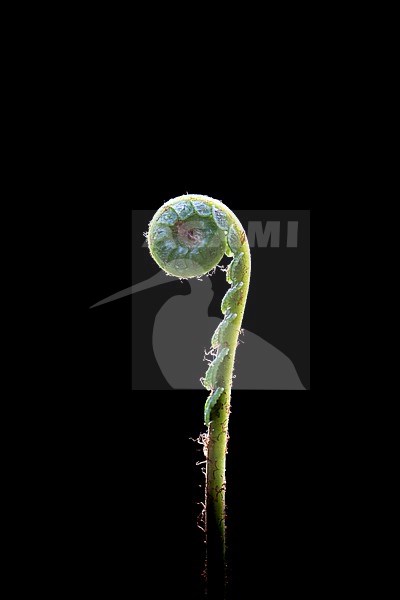 Hard-fern, Struthiopteris spicant stock-image by Agami/Wil Leurs,