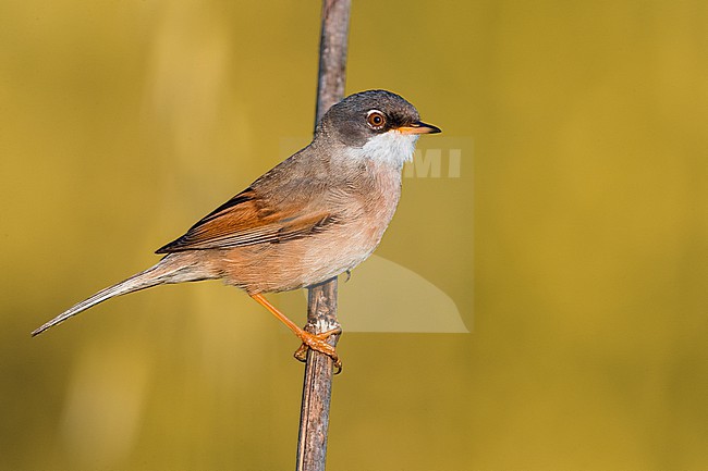 Adult male Spectacled Warbler, Sylvia conspicillata, in Italy. stock-image by Agami/Daniele Occhiato,