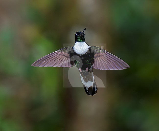 Collared Inca (Coeligena torquata torquata) male in flight, hovering stock-image by Agami/Andy & Gill Swash ,