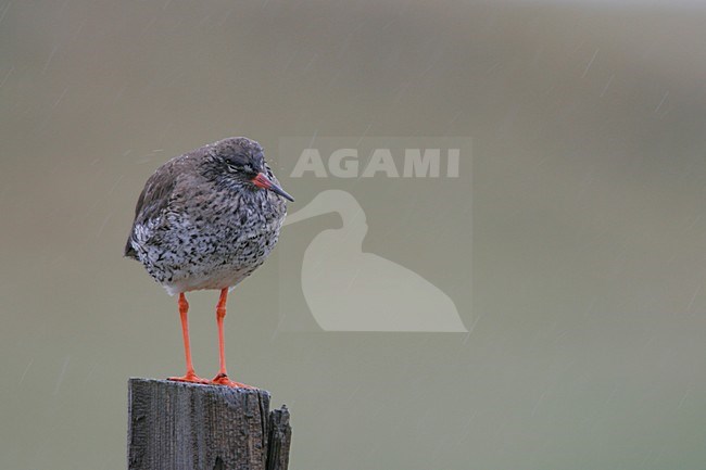 Tureluur op paal; Common Redshank on pole stock-image by Agami/Menno van Duijn,