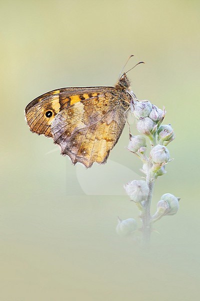 Speckled Wood, Pararge aegeria stock-image by Agami/Wil Leurs,