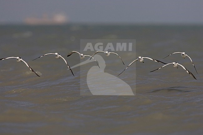 Groep Krabplevieren in vlucht; Group of Crab Plovers in flight stock-image by Agami/Arie Ouwerkerk,