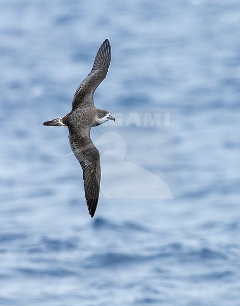 Bermuda Petrel (Pterodroma cahow) in flight off the coast of Bermuda. stock-image by Agami/Marc Guyt,