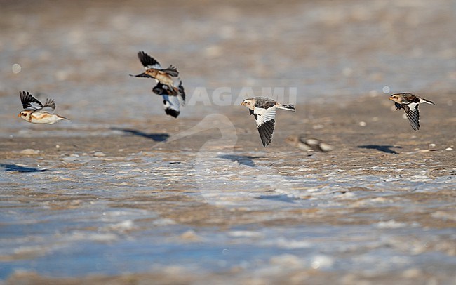 Snow Bunting (Plectrophenax nivalis nivalis) flock in flight at the beach near Esbjerg, Denmark stock-image by Agami/Helge Sorensen,