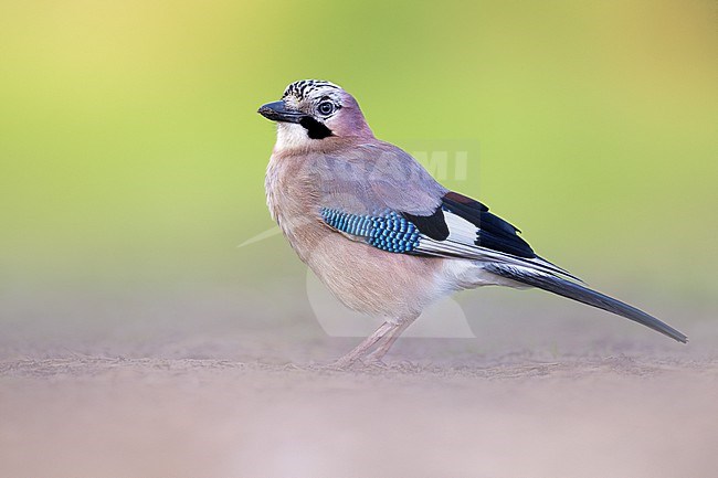 Eurasian Jay, Garrulus glandarius albipectus, in Italy. stock-image by Agami/Daniele Occhiato,