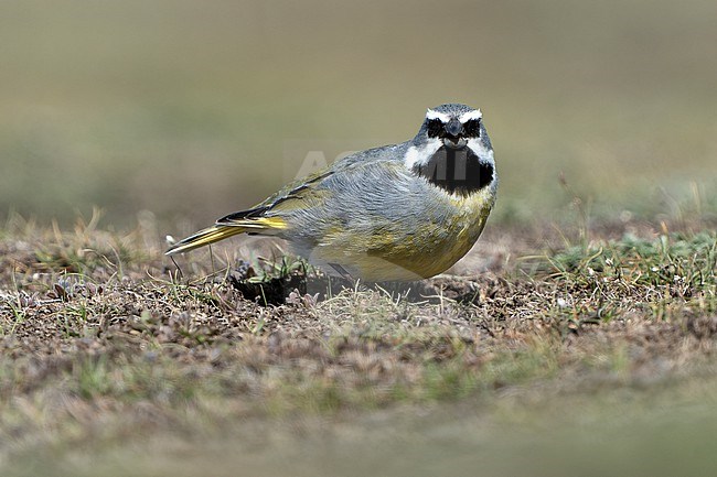 Male White-bridled Finch (Melanodera melanodera) in Chile. stock-image by Agami/Dani Lopez-Velasco,