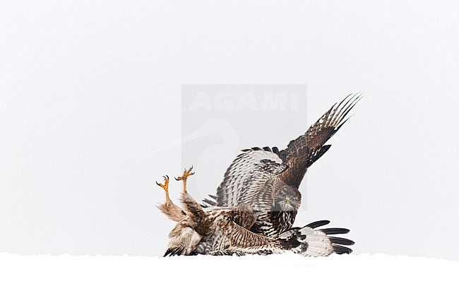 Buizerds vechtend in sneeuw; Common Buzzards fighting in snow stock-image by Agami/Bence Mate,
