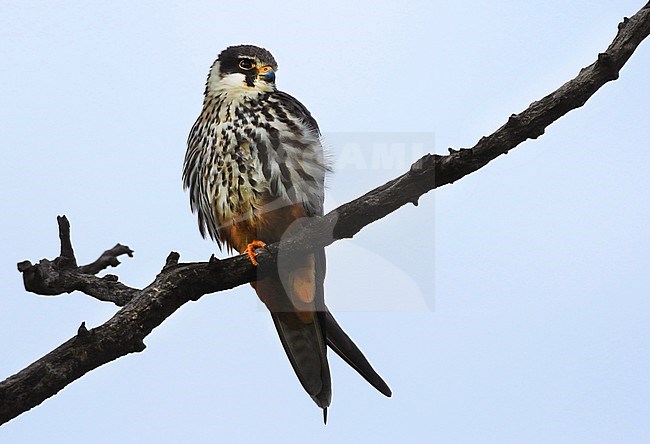 Boomvalk zittend op de uitkijk; Eurasian Hobby (Falco subbuteo) on the lookout stock-image by Agami/Jacques van der Neut,