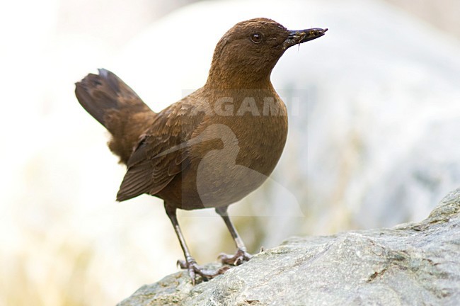 Zwarte Waterspreeuw, Brown Dipper, Cinclus pallasii stock-image by Agami/Marc Guyt,