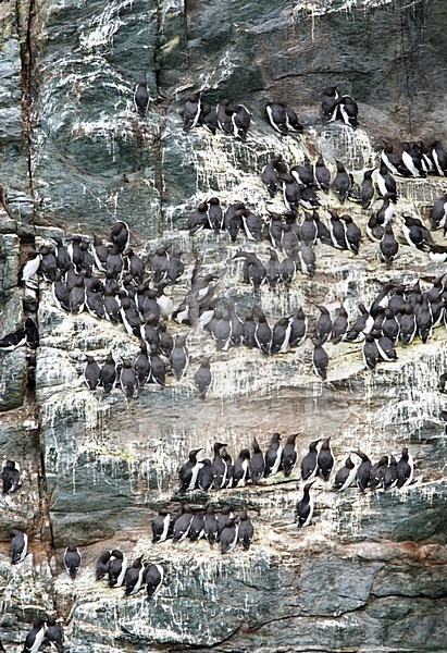 Zeekoeten in broedkolonie op rotskust; Common Murres in colony on cliff stock-image by Agami/Roy de Haas,